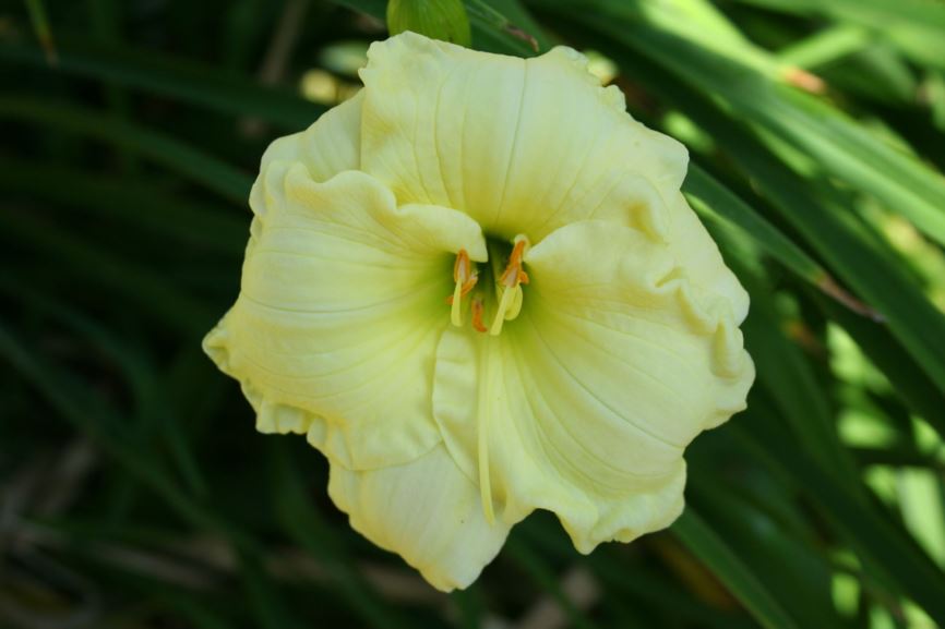 Hemerocallis 'Quaker Bonnet' - Daylily