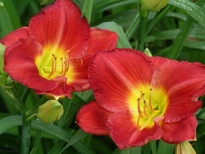 Hemerocallis ‘Scarlet Orbit’ - Daylily | Royal Botanic Garden Sydney