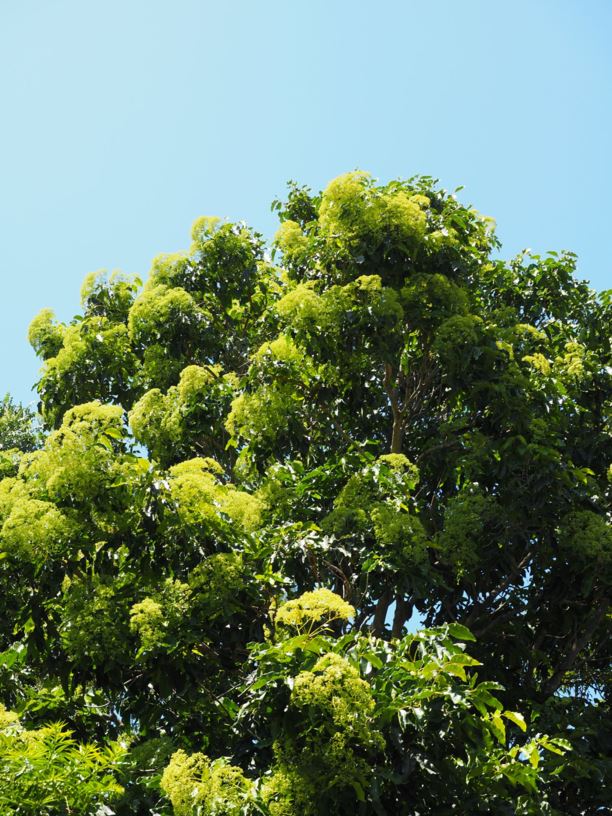 Flindersia brayleyana Queensland Maple, Maple Silkwood Royal