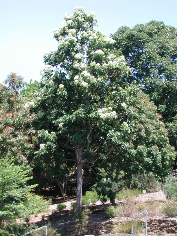 Flindersia brayleyana Queensland Maple, Maple Silkwood Royal