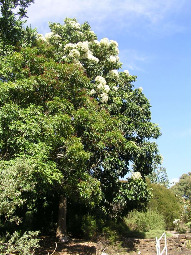 Flindersia brayleyana Queensland Maple, Maple Silkwood Royal