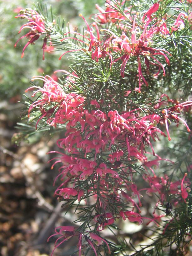 Grevillea rosmarinifolia 'Scarlet Sprite'