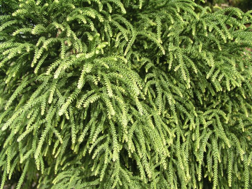 Araucaria cunninghamii - Hoop Pine | Royal Botanic Garden Sydney