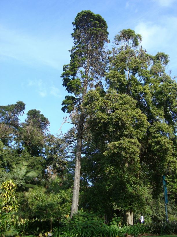 Callitris columellaris - Coastal Cypress Pine