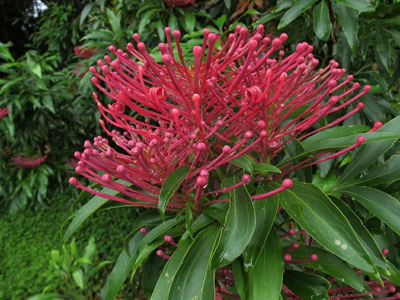 Alloxylon pinnatum Waratah Oak, Dorrigo Waratah Royal Botanic