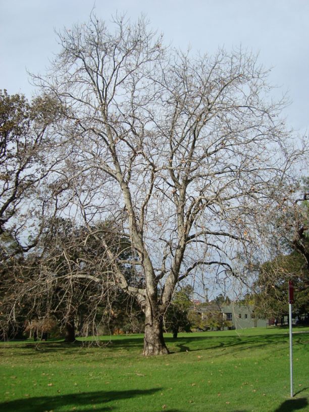 Platanus × hispanica - London Plane