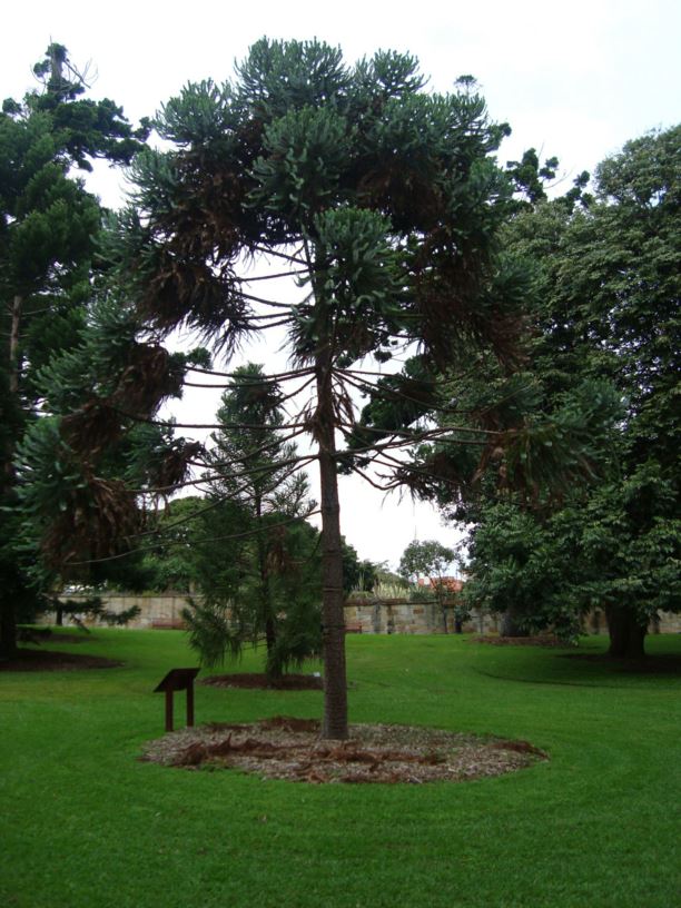 Araucaria angustifolia - parana pine, Brazilian araucaria