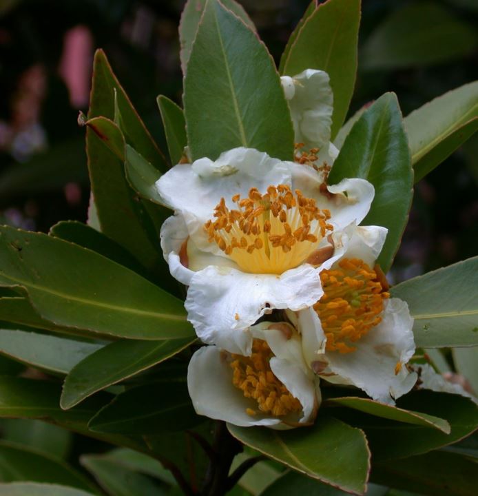 Polyspora axillaris - Fried Egg Tree, da tou cha