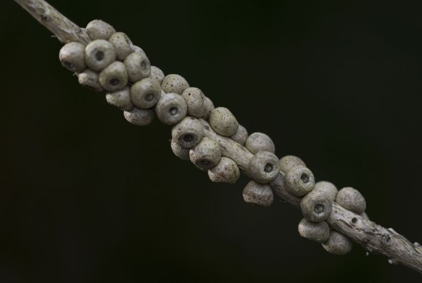 Callistemon linearifolius