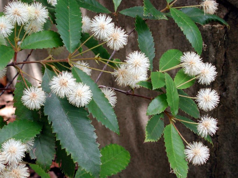 Callicoma serratifolia - Black Wattle, Callicoma, Silver-leaf Butterwood