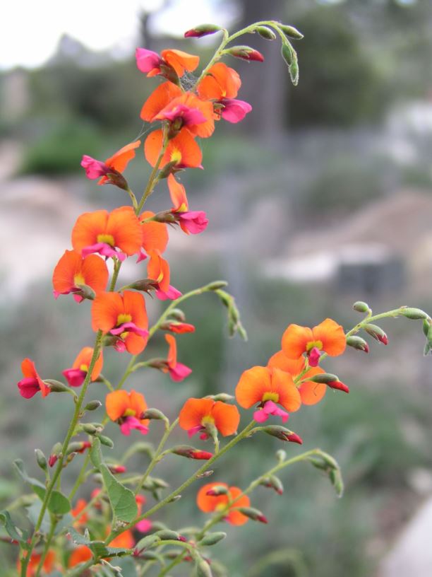 Chorizema cordatum - Heart-leaved Flame Pea