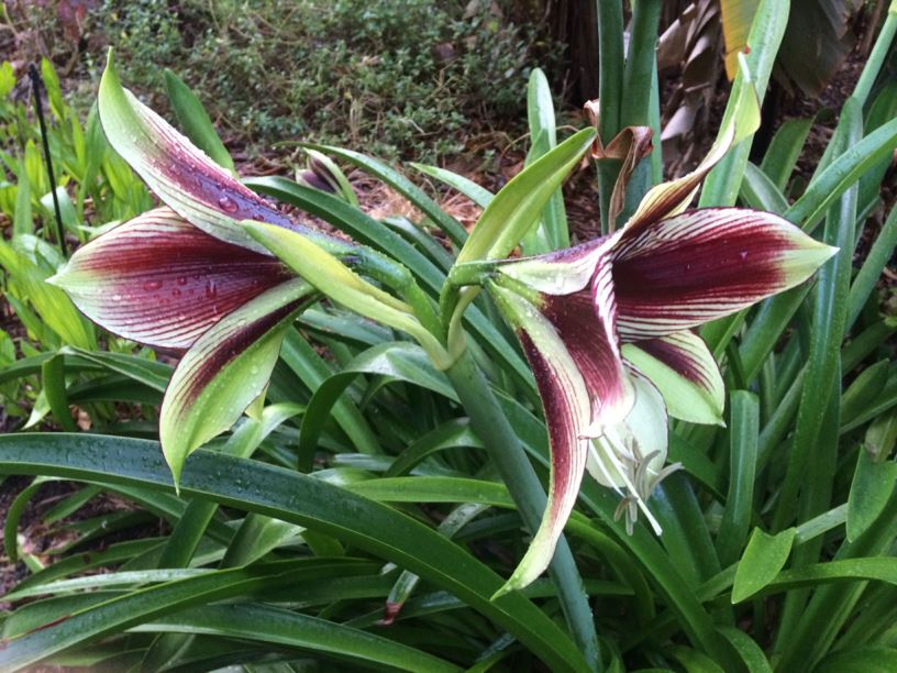 Hippeastrum papilio - Lily of The Palace | Royal Botanic Garden Sydney