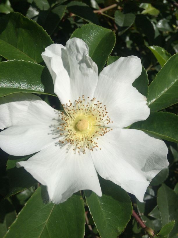 Rosa laevigata - Cherokee Rose