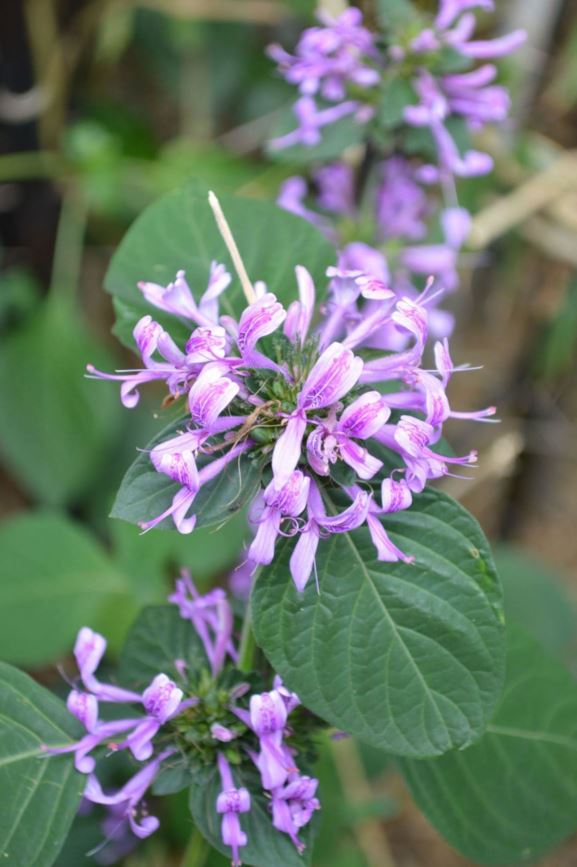 Hypoestes aristata