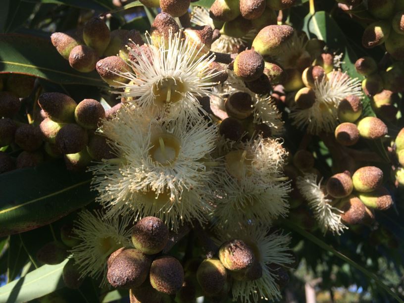 Corymbia abergiana - Range Bloodwood