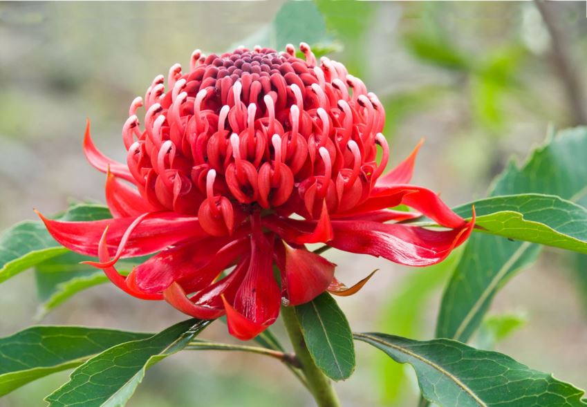 Telopea speciosissima - Waratah