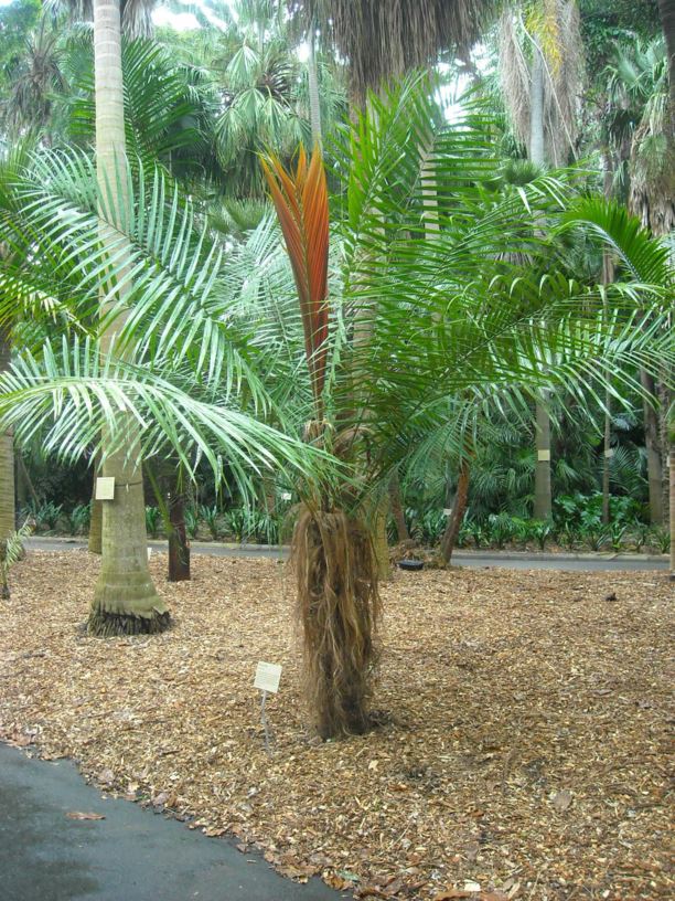 Dypsis utilis - gouane palm