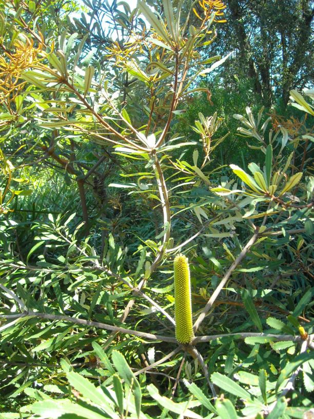 Banksia oblongifolia - Fern-leaved Banksia