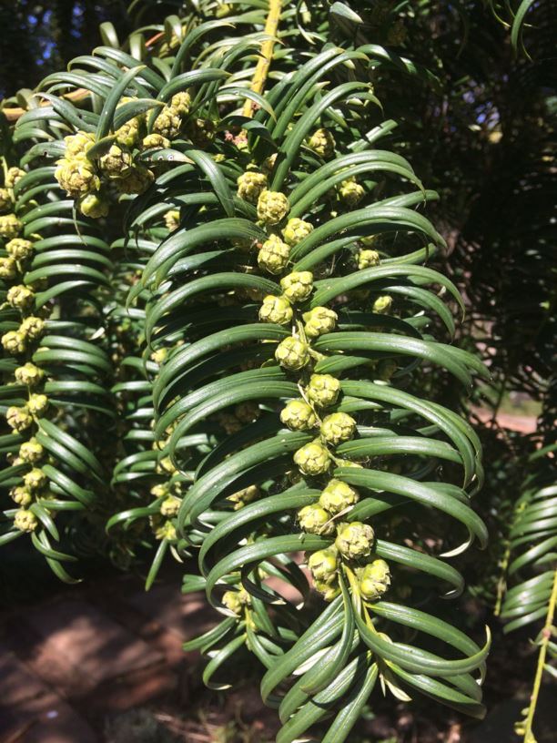 Cephalotaxus fortunei - Fortune's Plum Yew