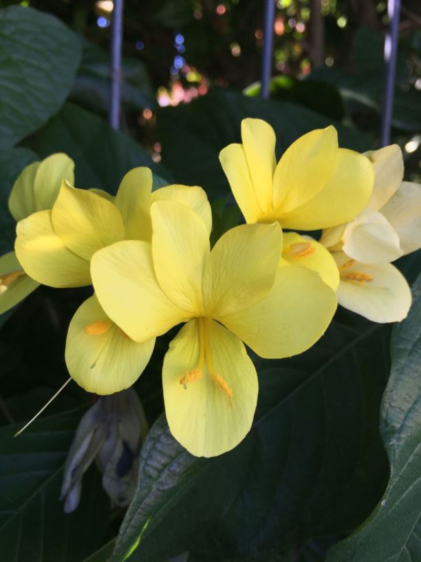 Barleria oenotheroides - Yellow Barleria, yellow barleria