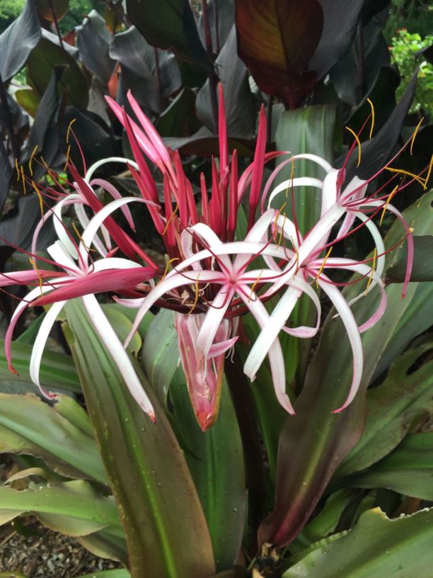 Crinum procerum