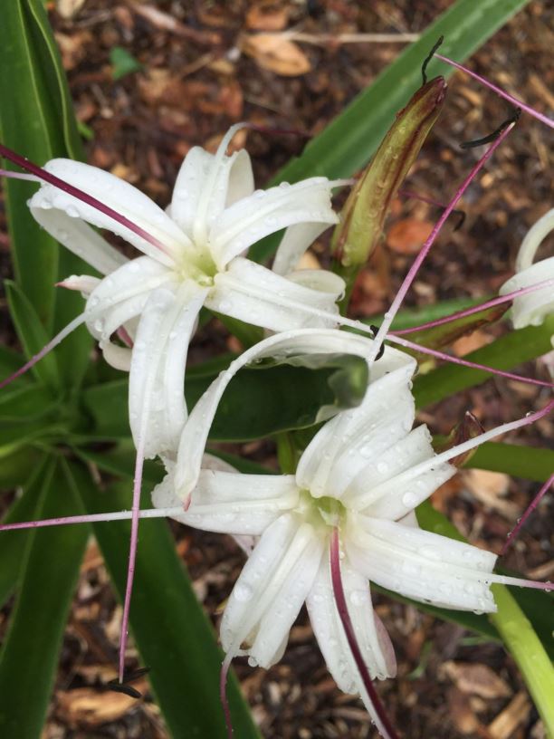 Crinum mauritianum - Mauritius Swamp Lily