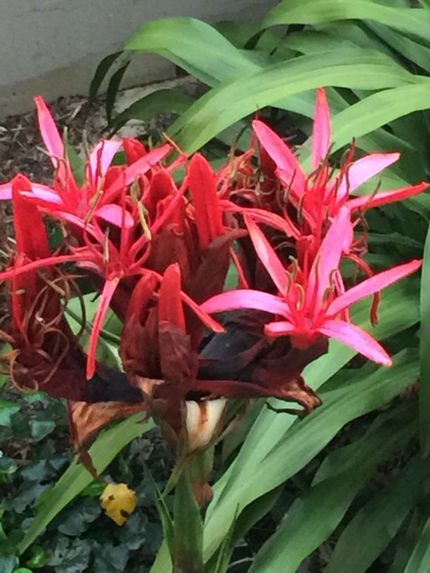Doryanthes excelsa Giant Lily, Gymea Lily The Royal Botanic Garden Sydney Doryanthes excelsa Giant Lily, Gymea Lily The Royal Botanic Garden Sydney