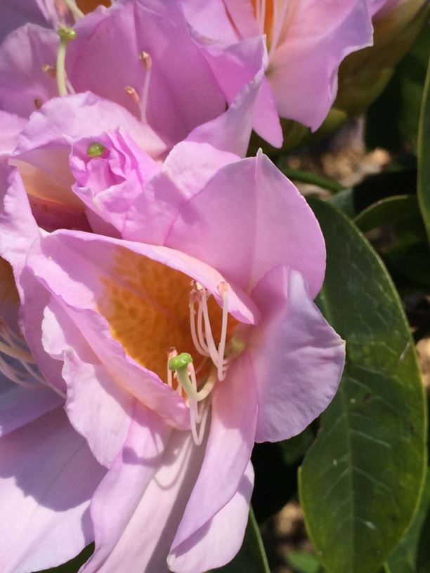 Rhododendron moulmainense - Westland's Rhododendron