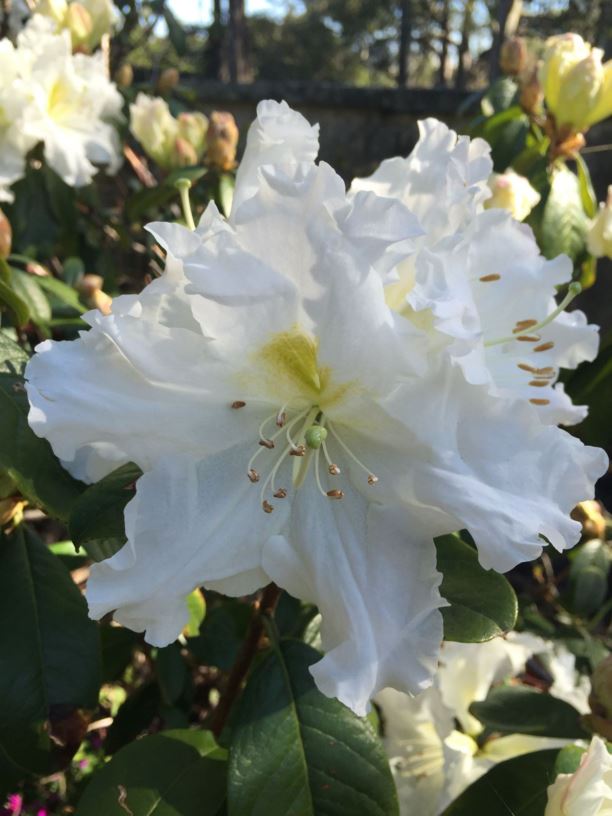 Rhododendron ciliicalyx