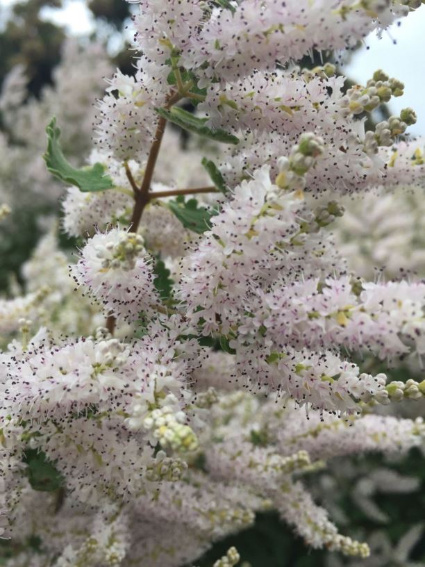 Tetradenia riparia - Watersalie, Misty Plume Bush, Musk Bush, Ginger Bush, ibozane, iboza