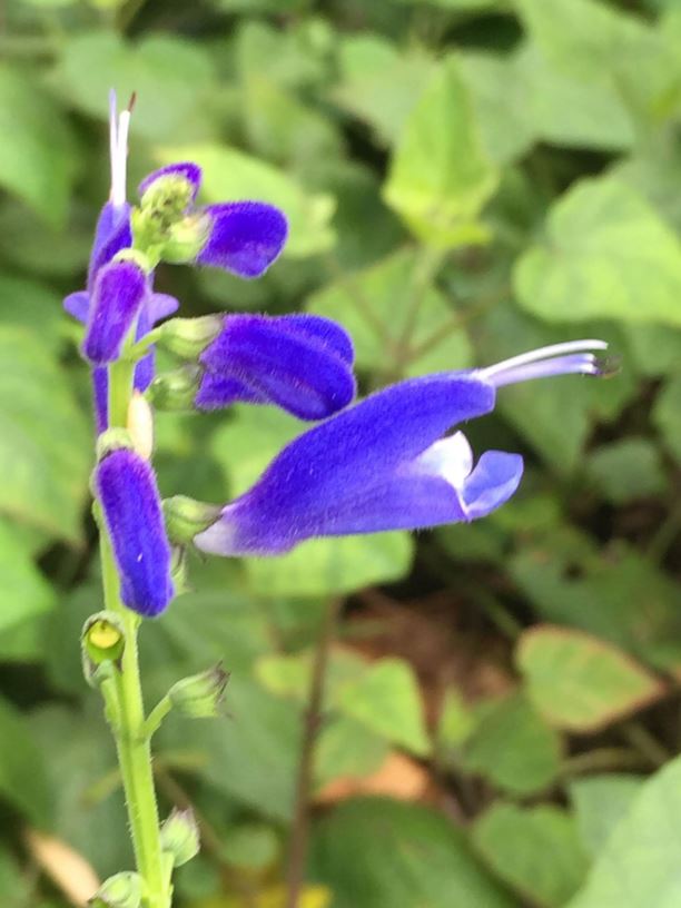 Salvia cacaliifolia - Guatemalan Leaf Sage, Cacalia Sage