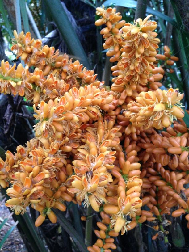 Arenga engleri - Formosa palm, Taiwan sugar palm