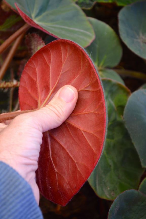 Begonia acetosa