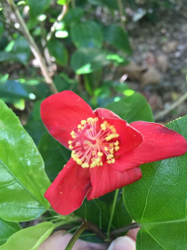 Hibiscus kokio subsp. kokio - Koki'o-'Ula'Ula, Native Red Hibiscus