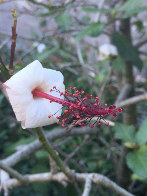 Hibiscus waimeae subsp. hannerae - Koki'o Kea