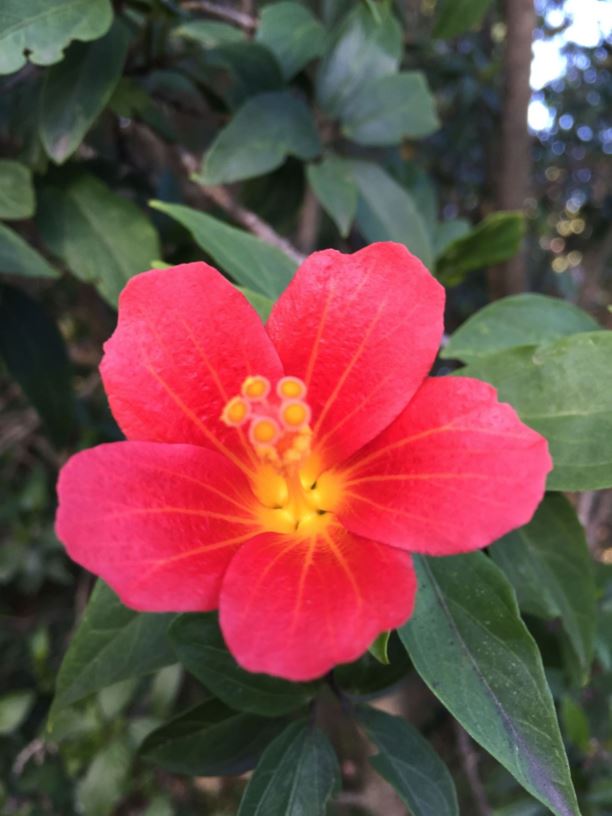Hibiscus boryanus - Augerine, Mandrinette