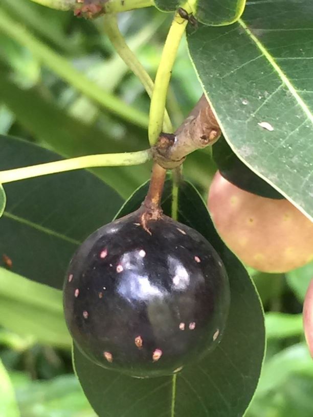 Ficus henneana - Deciduous Fig
