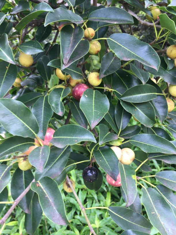 Ficus henneana Deciduous Fig Royal Botanic Garden Sydney