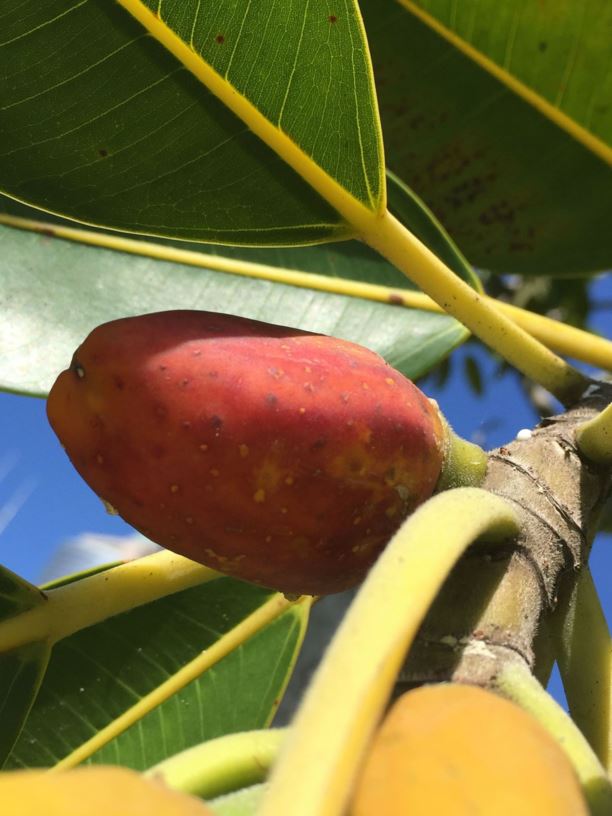 Ficus pleurocarpa - Banana Fig