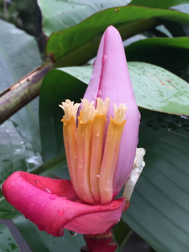 Musa velutina - Pink Velvet Banana