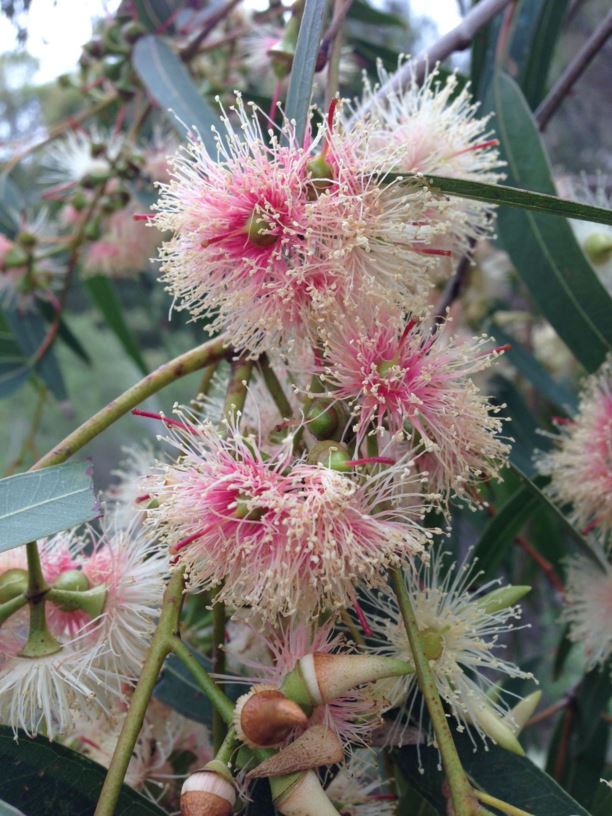 Eucalyptus tereticornis - Forest Red Gum, Buringoa (D'harawal)