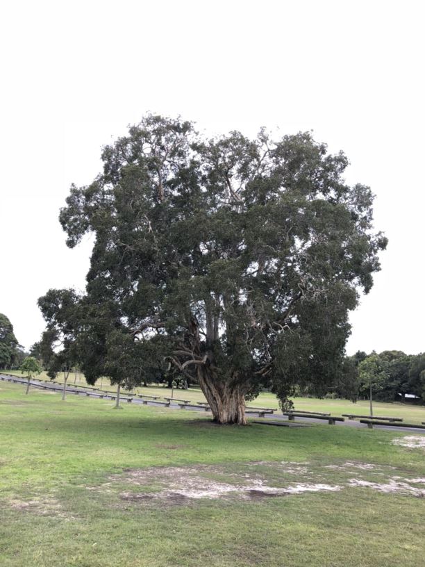 Melaleuca quinquenervia - Broad-leaved Paperbark