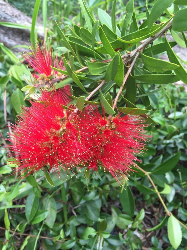 Callistemon comboynensis - Cliff Bottlebrush