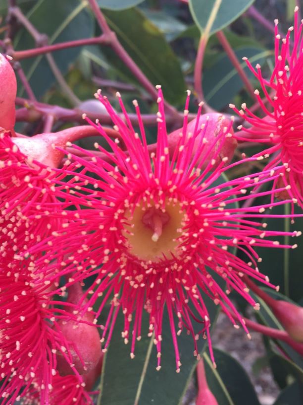 Corymbia ficifolia 'Summer Red' - Flowering Gum