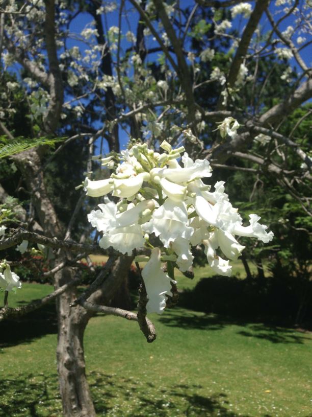 Jacaranda mimosifolia 'Alba' - Jacaranda