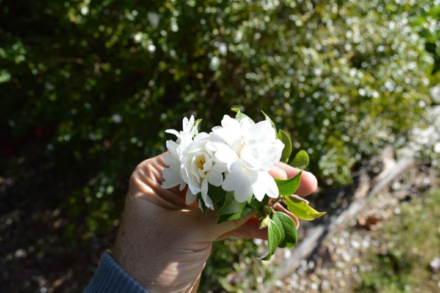 Camellia grijsii 'Zhenzhu Cha'