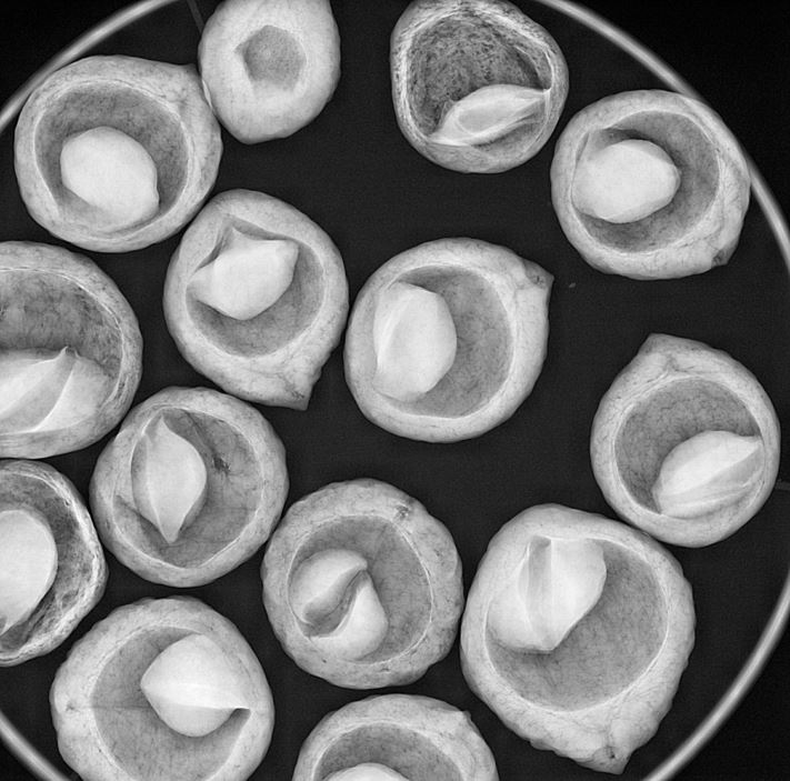 Macadamia tetraphylla Macadamia Nut, Roughshelled Macadamia, Rough