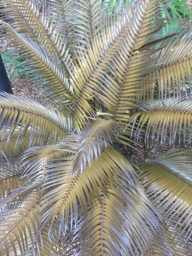 Ceratozamia kuesteriana - Cycad