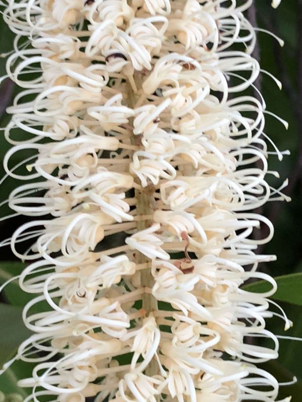 Buckinghamia celsissima - Ivory Curl Flower, Spotted Silky Oak
