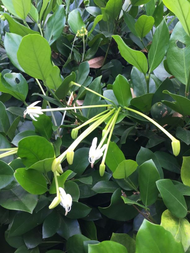 Posoqueria longiflora - Needle Flower